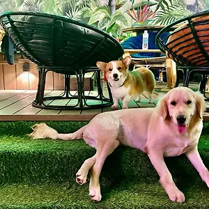Rom Casa Đà Nẵng